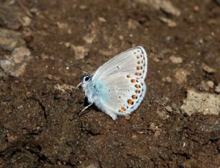Anadolu Esmergz (Plebejus modicus)