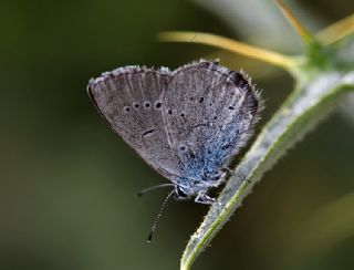 Tr almalar ([unknown genus] n/a)