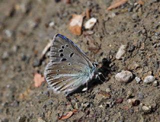 Tr almalar ([unknown genus] n/a)