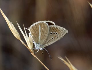 Tr almalar ([unknown genus] n/a)