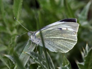 Byk Beyazmelek  (Pieris brassicae)