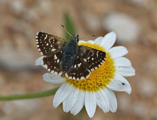 Tr almalar ([unknown genus] n/a)