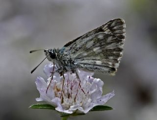 Tr almalar ([unknown genus] n/a)