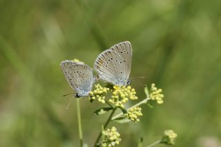 okgzl Gzel Mavi (Polyommatus bellis)