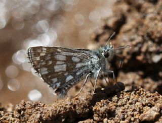 Tr almalar ([unknown genus] n/a)
