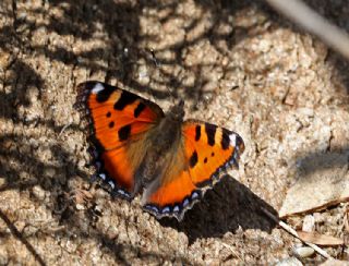 Aglais (Aglais urticae)