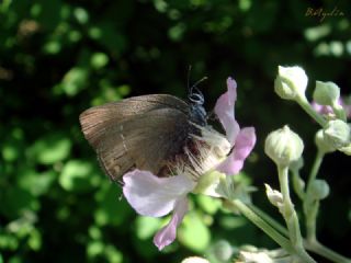 T�r �al��malar�&nbsp;([unknown genus]&nbsp;n/a)