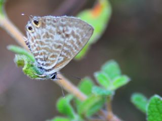 Mavi Zebra (Leptotes pirithous)