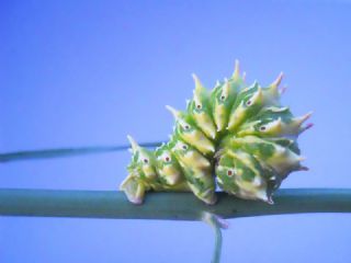 Tr almalar ([unknown genus] n/a)