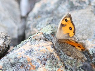 Anadolu Yalanccads (Pseudochazara anthelea)