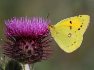 Sar Azamet (Colias croceus)