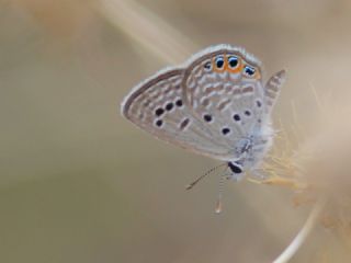 Mcevher Kelebei (Chilades trochylus)