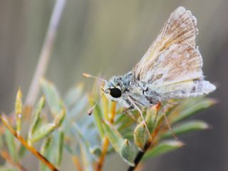 Gm Benekli Zpzp (Hesperia comma)