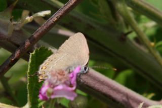 Byk Sevbeni (Satyrium ilicis)