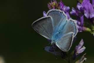 okgzl Dafnis (Polyommatus daphnis)