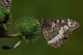 Kara Murat (Brintesia  circe)