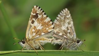 Ebegmeci Zpzp (Pyrgus malvae)