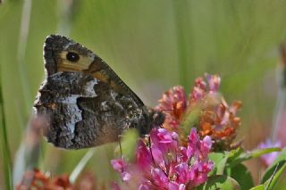 Anadolu Kzlmelei (Hipparchia pellucida)