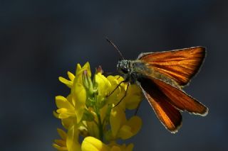 Siyah Antenli Zpzp (Thymelicus lineolus)