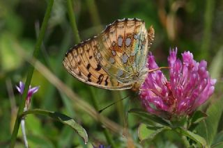 Gzel nci (Argynnis aglaja)