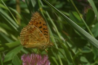 Byk nci (Fabriciana adippe)