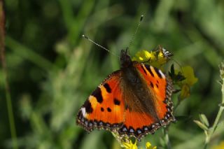 Aglais (Aglais urticae)