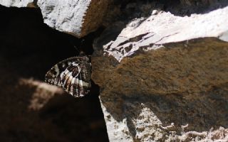 Kara Murat (Brintesia  circe)