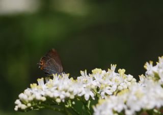 Minik Sevbeni (Satyrium acaciae)
