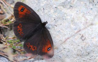 Harem Gzelesmeri (Erebia ottomana)