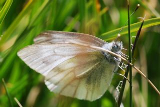 izgili Da Beyazmelei (Pieris bryoniae)