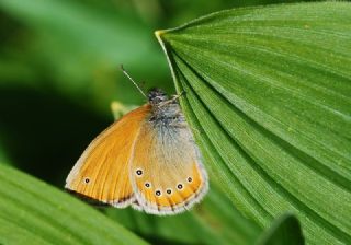 Rus Zpzp Perisi (Coenonympha leander)