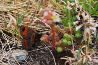 Laz Gzelesmeri (Erebia hewitsonii)