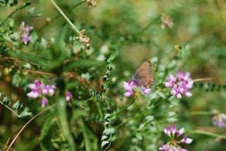 Byk Sevbeni (Satyrium ilicis)