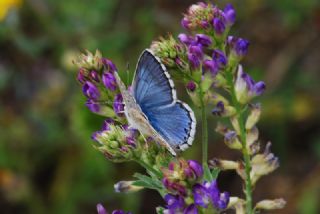 okgzl Yalanc illi Mavi (Polyommatus corydonius)