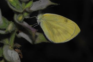 Da Beyazmelei (Pieris ergane)