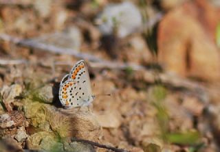 Doulu Esmergz (Plebejus carmon)