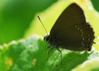 Byk Sevbeni (Satyrium ilicis)