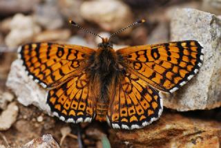 parhan (Melitaea cinxia)