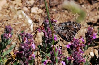 Anadolu Kzlmelei (Hipparchia pellucida)