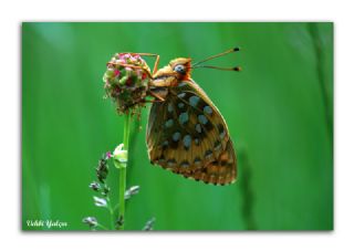 Gzel nci (Argynnis aglaja)