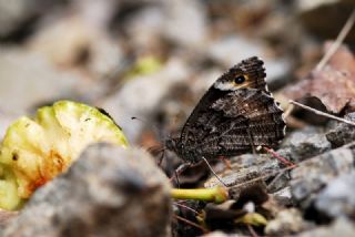 Byk Karamelek (Hipparchia syriaca)