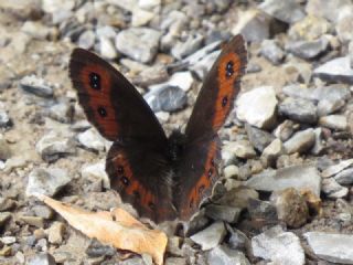 sko Gzelesmeri (Erebia aethiops)