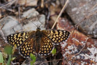 parhan (Melitaea cinxia)