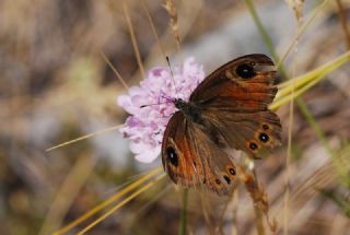 Esmerboncuk (Lasiommata maera)