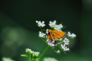 Sar Antenli Zpzp (Thymelicus sylvestris)