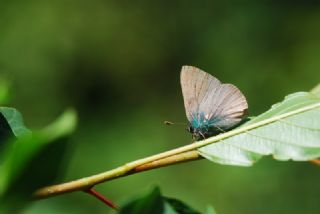 Zmrt (Callophrys rubi)