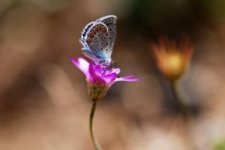 okgzl Meneke Mavisi (Polyommatus thersites)