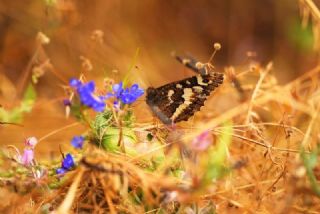 Kara Murat (Brintesia  circe)