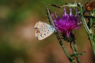 okgzl Mavi (Polyommatus icarus)