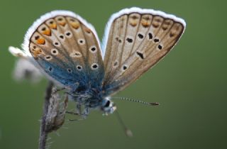 okgzl Mavi (Polyommatus icarus)
